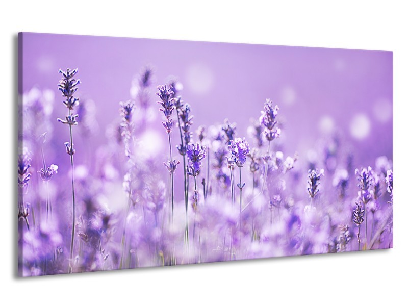 Canvas Schilderij Lavendel, Landelijk | Paars, Wit | 190x100cm 1Luik