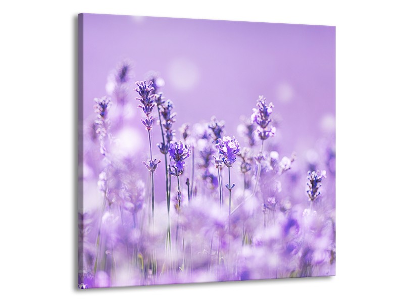Glasschilderij Lavendel, Landelijk | Paars, Wit | 50x50cm 1Luik