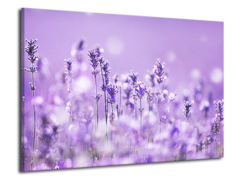Glasschilderij Lavendel, Landelijk | Paars, Wit | 70x50cm 1Luik