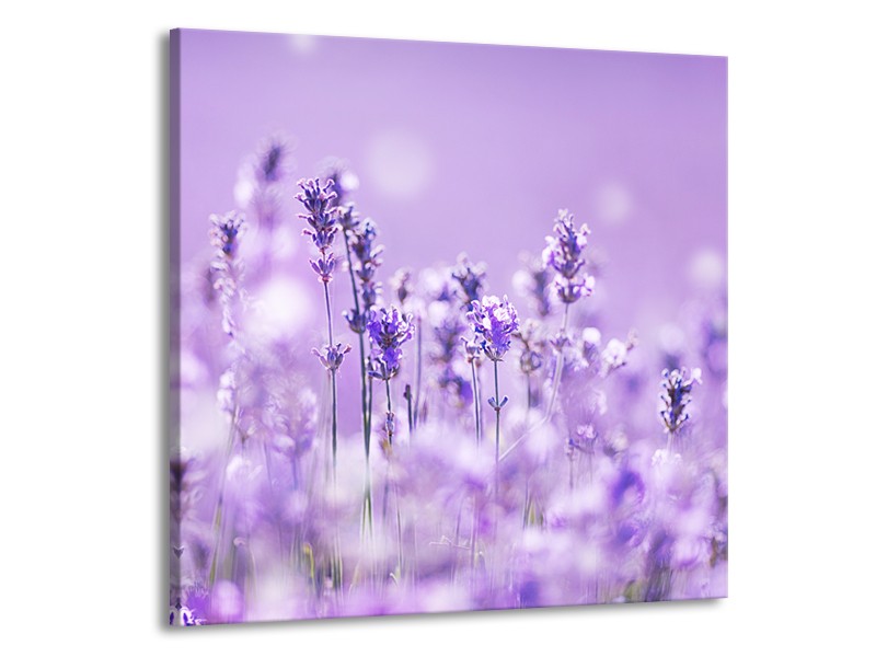 Canvas Schilderij Lavendel, Landelijk | Paars, Wit | 70x70cm 1Luik