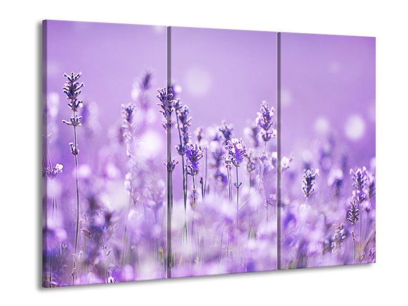Glasschilderij Lavendel, Landelijk | Paars, Wit | 60x90cm 3Luik