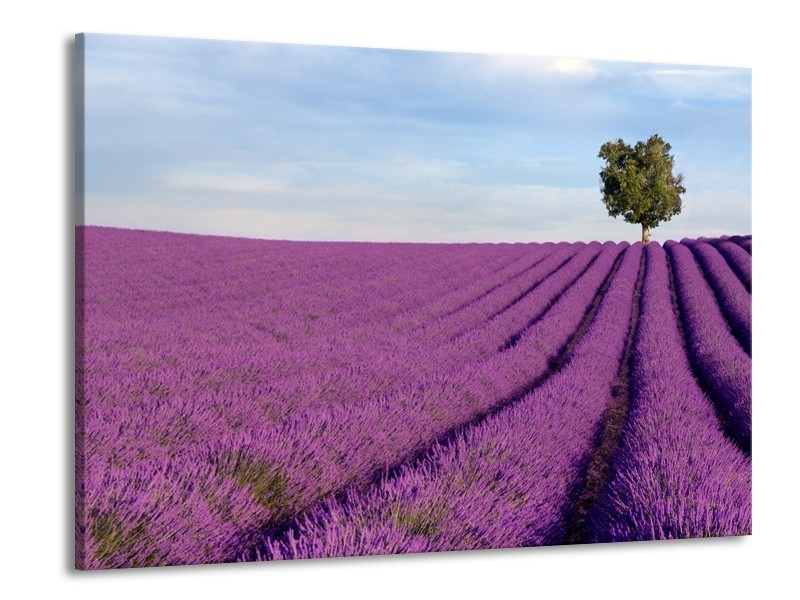 Canvas Schilderij Lavendel, Landelijk | Paars, Blauw, Groen | 100x70cm 1Luik