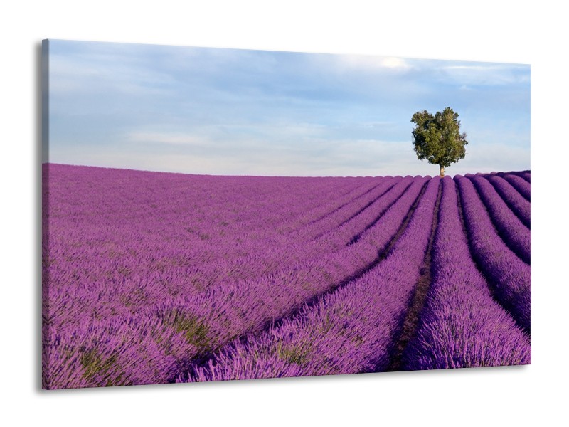 Canvas Schilderij Lavendel, Landelijk | Paars, Blauw, Groen | 140x90cm 1Luik