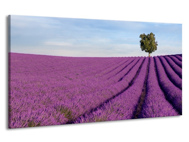 Canvas Schilderij Lavendel, Landelijk | Paars, Blauw, Groen | 190x100cm 1Luik