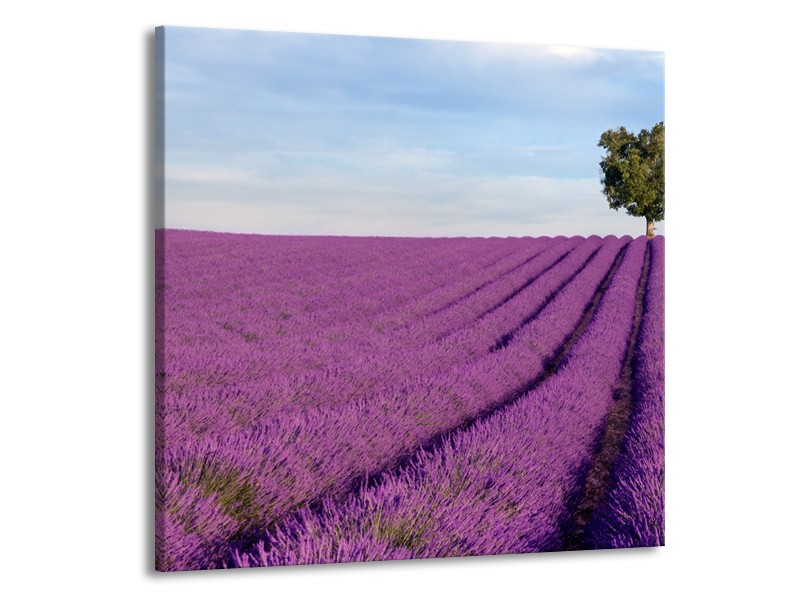 Canvas Schilderij Lavendel, Landelijk | Paars, Blauw, Groen | 50x50cm 1Luik