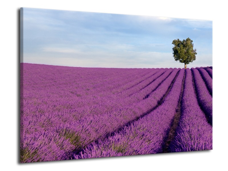 Glasschilderij Lavendel, Landelijk | Paars, Blauw, Groen | 70x50cm 1Luik