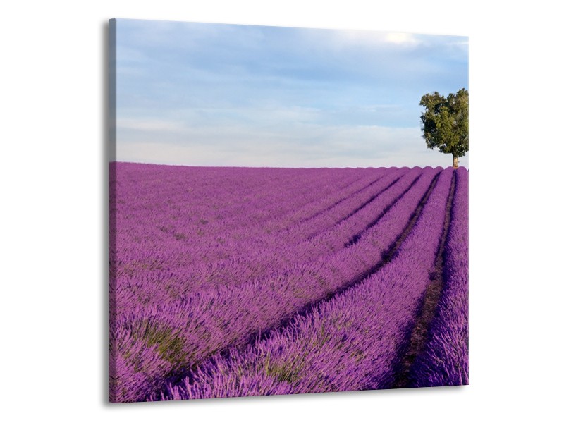 Canvas Schilderij Lavendel, Landelijk | Paars, Blauw, Groen | 70x70cm 1Luik