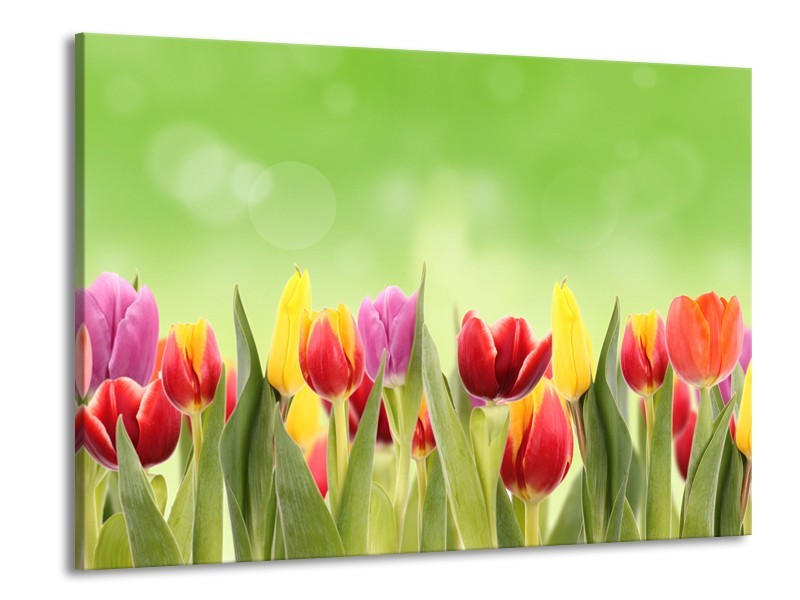 Glasschilderij Tulpen, Bloemen | Groen, Rood, Geel | 100x70cm 1Luik