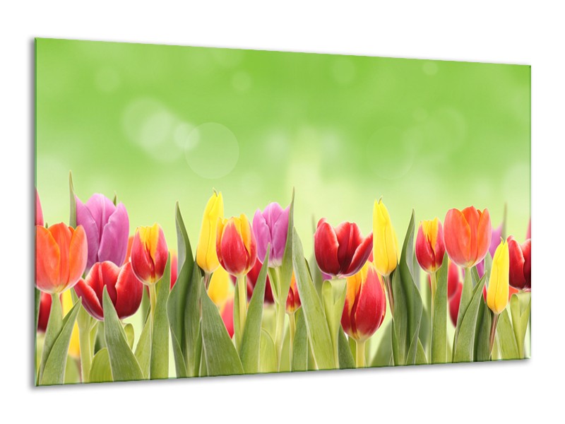 Glasschilderij Tulpen, Bloemen | Groen, Rood, Geel | 120x70cm 1Luik