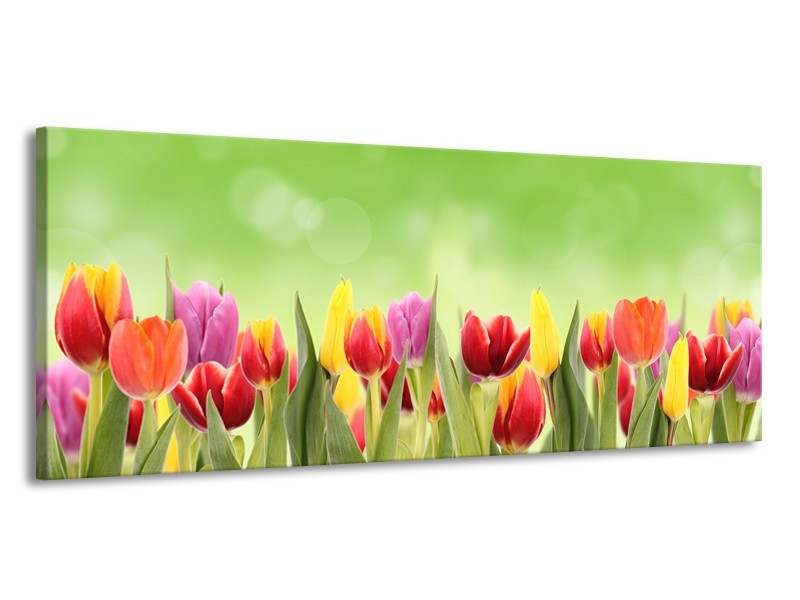 Canvas Schilderij Tulpen, Bloemen | Groen, Rood, Geel | 145x58cm 1Luik