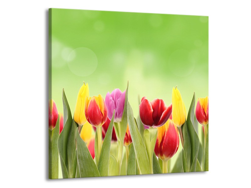 Canvas Schilderij Tulpen, Bloemen | Groen, Rood, Geel | 50x50cm 1Luik