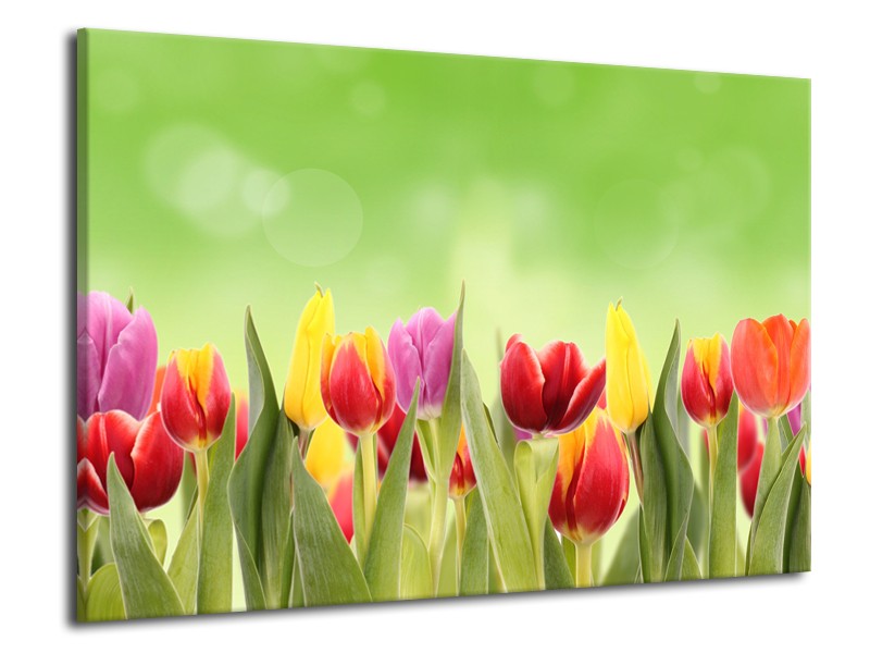 Glasschilderij Tulpen, Bloemen | Groen, Rood, Geel | 70x50cm 1Luik