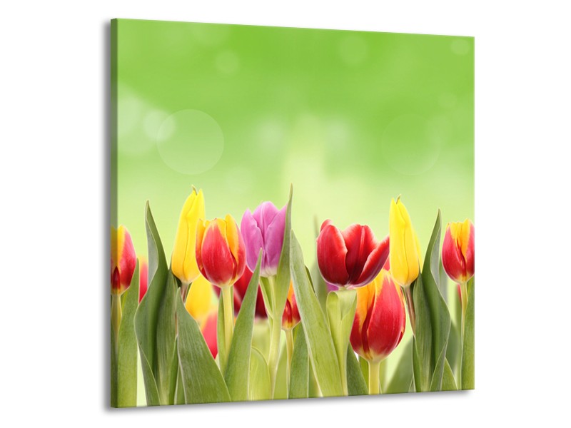 Glasschilderij Tulpen, Bloemen | Groen, Rood, Geel | 70x70cm 1Luik