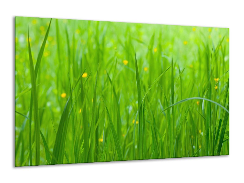 Glasschilderij Natuur, Gras | Zwart, Groen | 120x70cm 1Luik
