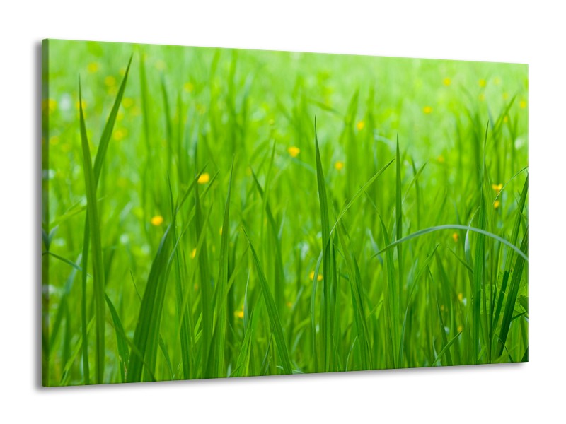 Glasschilderij Natuur, Gras | Zwart, Groen | 140x90cm 1Luik