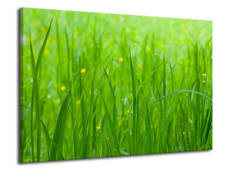 Canvas Schilderij Natuur, Gras | Zwart, Groen | 70x50cm 1Luik