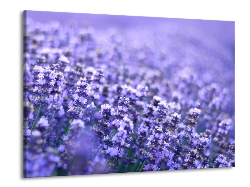 Canvas Schilderij Lavendel, Landelijk | Paars, Blauw | 100x70cm 1Luik