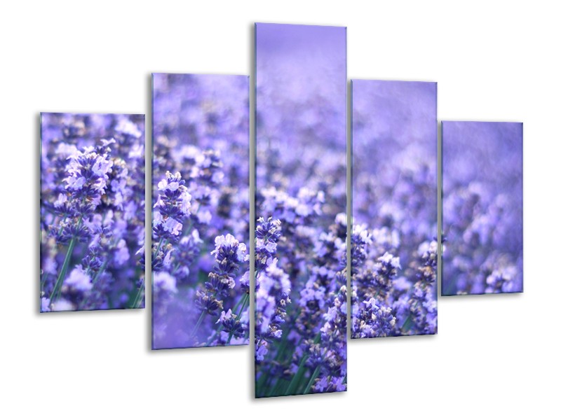 Glasschilderij Lavendel, Landelijk | Paars, Blauw | 100x70cm 5Luik