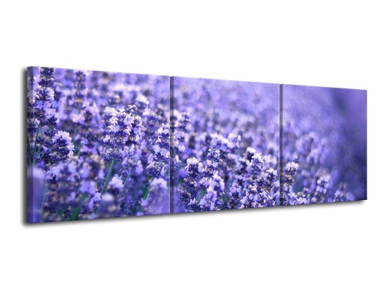 Glasschilderij Lavendel, Landelijk | Paars, Blauw | 120x40cm 3Luik
