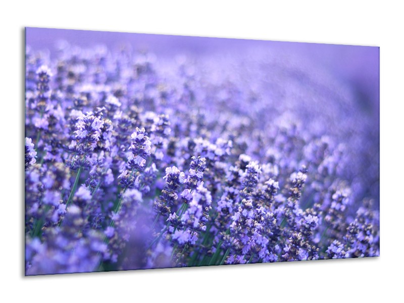Glasschilderij Lavendel, Landelijk | Paars, Blauw | 120x70cm 1Luik