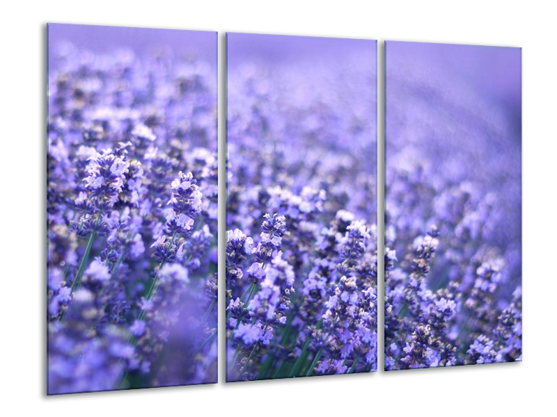 Glasschilderij Lavendel, Landelijk | Paars, Blauw | 120x80cm 3Luik