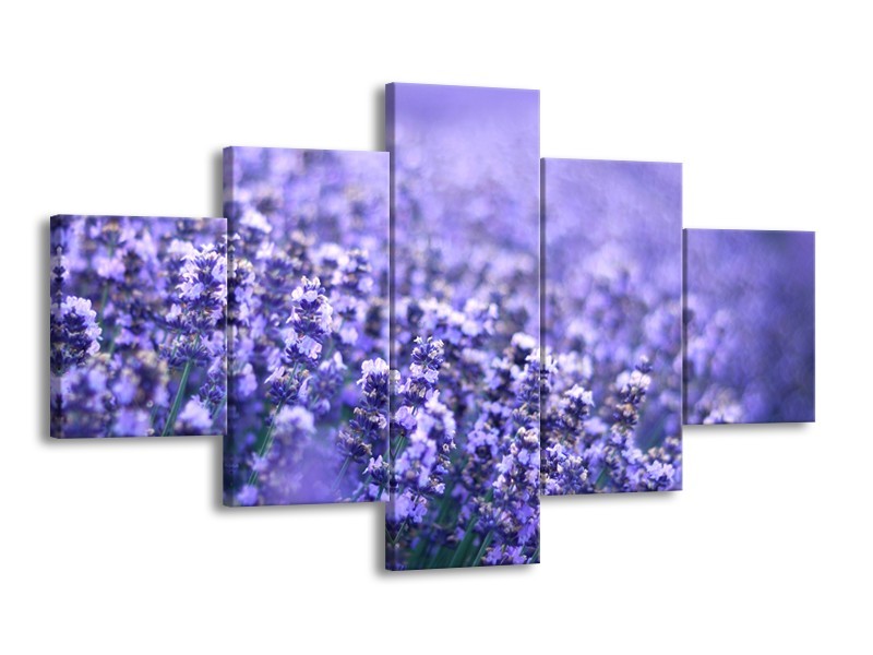 Canvas Schilderij Lavendel, Landelijk | Paars, Blauw | 125x70cm 5Luik