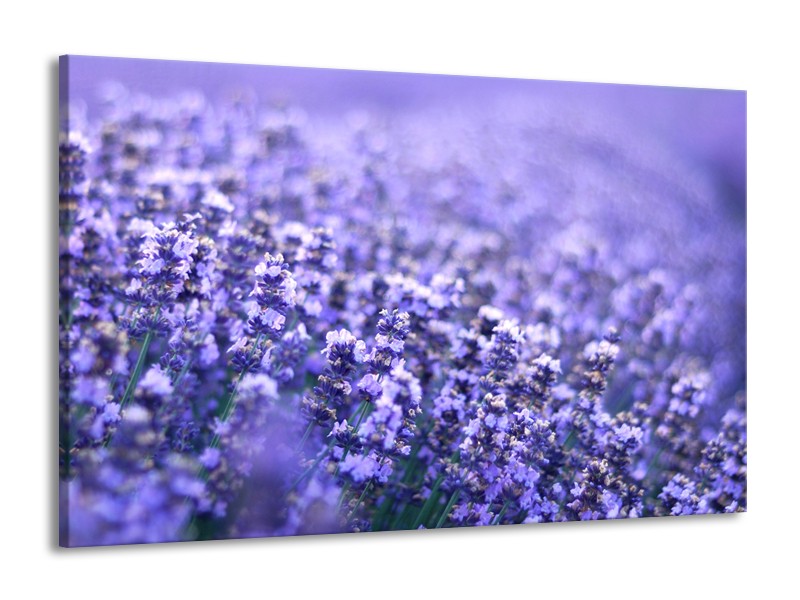 Glasschilderij Lavendel, Landelijk | Paars, Blauw | 140x90cm 1Luik