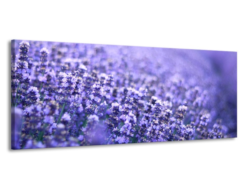 Canvas Schilderij Lavendel, Landelijk | Paars, Blauw | 145x58cm 1Luik