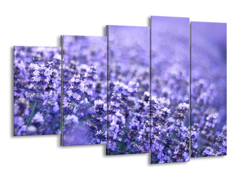 Canvas Schilderij Lavendel, Landelijk | Paars, Blauw | 150x100cm 5Luik