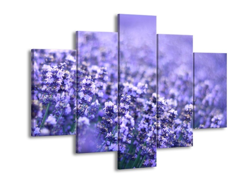 Glasschilderij Lavendel, Landelijk | Paars, Blauw | 150x105cm 5Luik