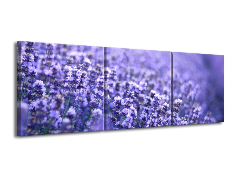 Glasschilderij Lavendel, Landelijk | Paars, Blauw | 150x50cm 3Luik