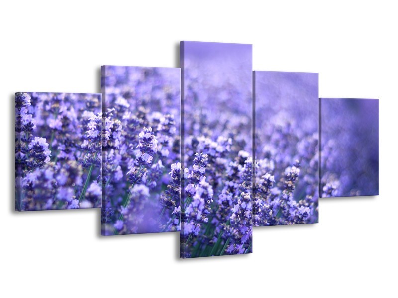 Glasschilderij Lavendel, Landelijk | Paars, Blauw | 150x80cm 5Luik