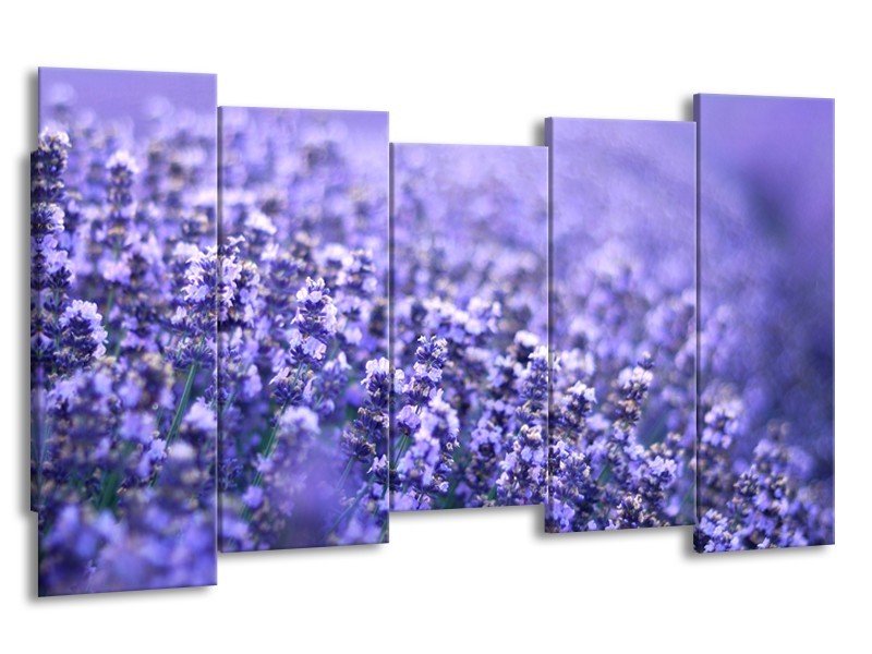 Glasschilderij Lavendel, Landelijk | Paars, Blauw | 150x80cm 5Luik