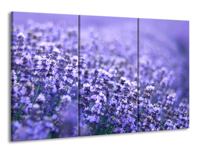 Canvas Schilderij Lavendel, Landelijk | Paars, Blauw | 165x100cm 3Luik