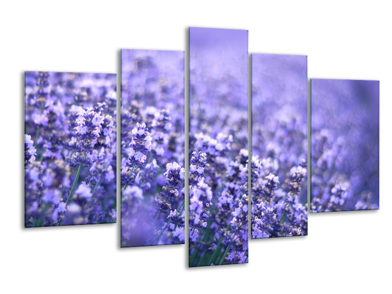 Glasschilderij Lavendel, Landelijk | Paars, Blauw | 170x100cm 5Luik