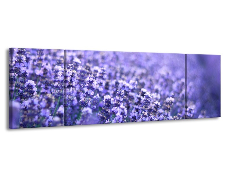 Glasschilderij Lavendel, Landelijk | Paars, Blauw | 170x50cm 3Luik