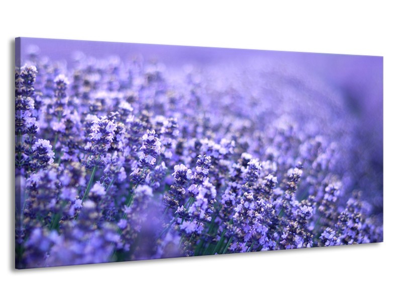 Canvas Schilderij Lavendel, Landelijk | Paars, Blauw | 170x90cm 1Luik