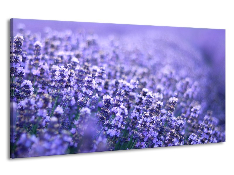 Canvas Schilderij Lavendel, Landelijk | Paars, Blauw | 190x100cm 1Luik