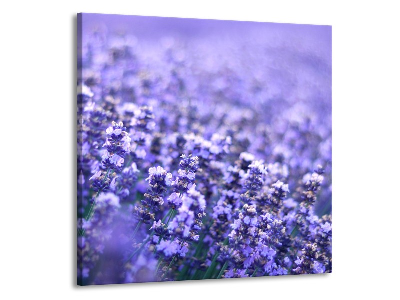 Canvas Schilderij Lavendel, Landelijk | Paars, Blauw | 50x50cm 1Luik