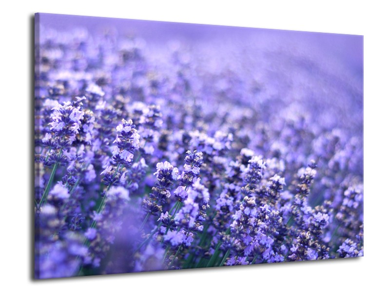 Canvas Schilderij Lavendel, Landelijk | Paars, Blauw | 70x50cm 1Luik
