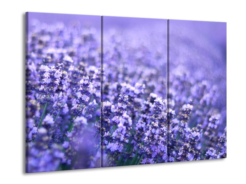 Glasschilderij Lavendel, Landelijk | Paars, Blauw | 60x90cm 3Luik