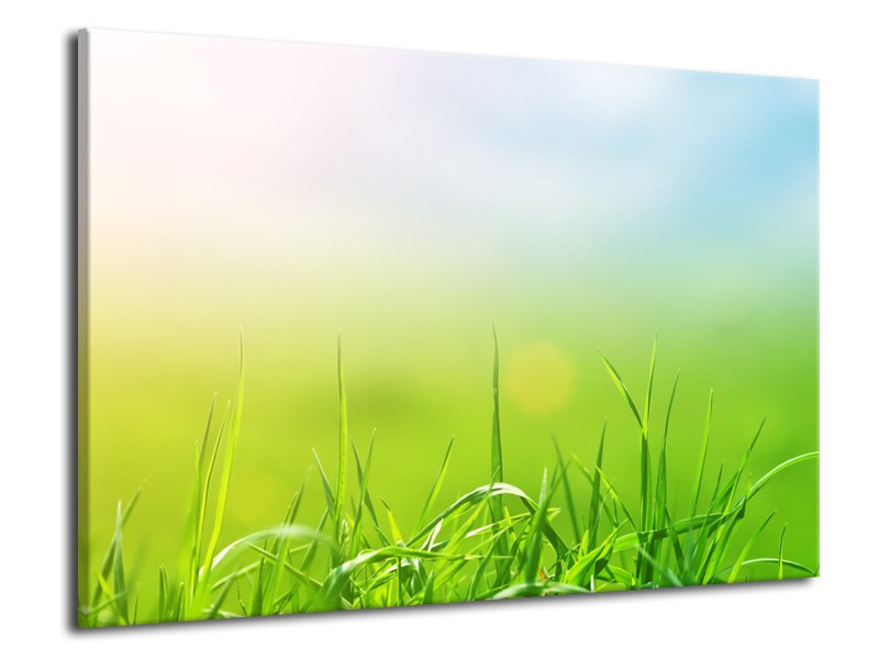 Glasschilderij Natuur, Gras | Groen, Geel | 70x50cm 1Luik