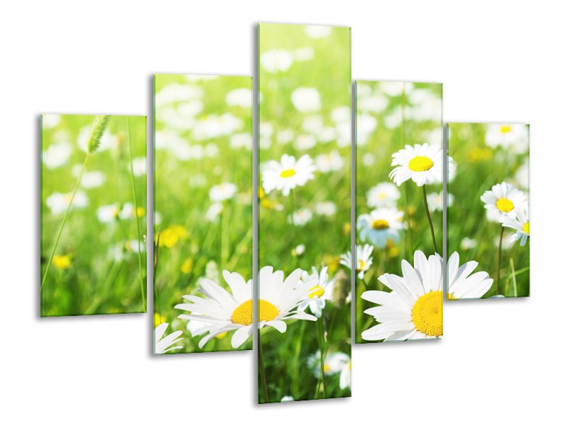 Canvas Schilderij Madeliefje, Bloemen | Groen, Wit, Geel | 100x70cm 5Luik