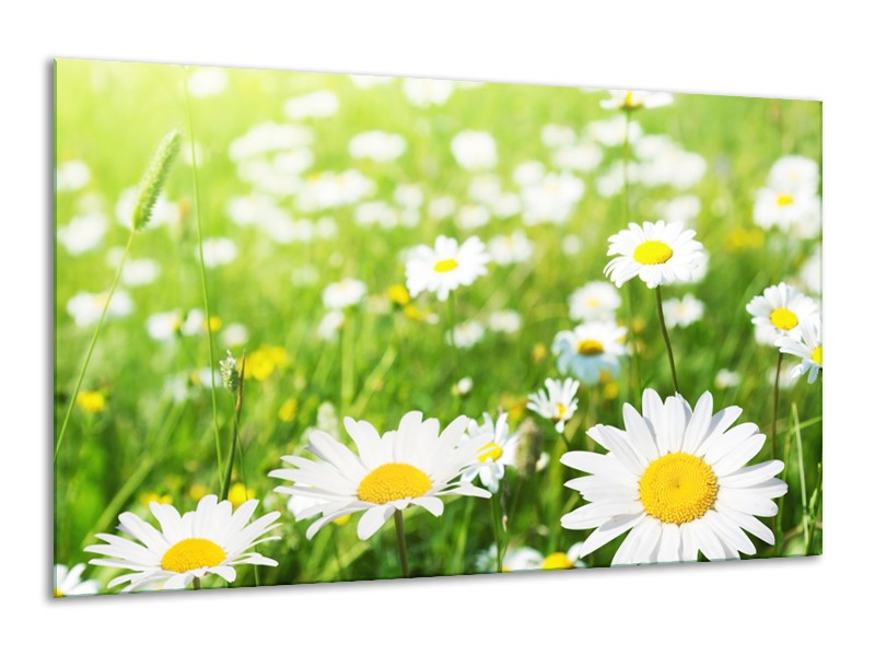 Canvas Schilderij Madeliefje, Bloemen | Groen, Wit, Geel | 120x70cm 1Luik