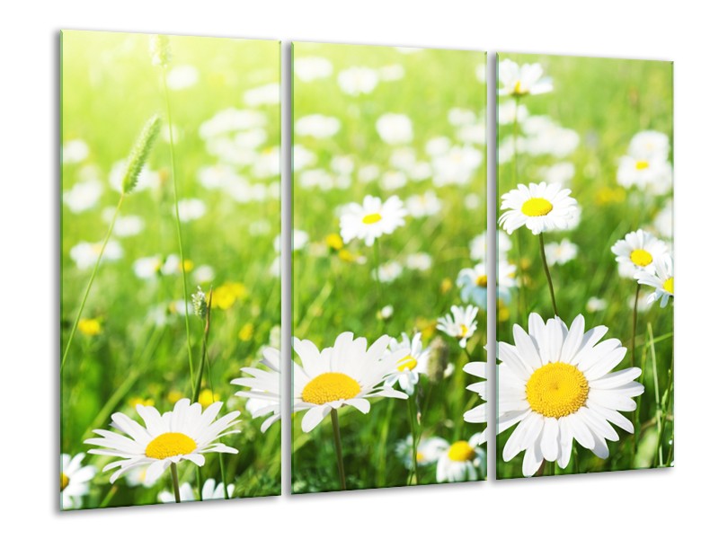 Glasschilderij Madeliefje, Bloemen | Groen, Wit, Geel | 120x80cm 3Luik