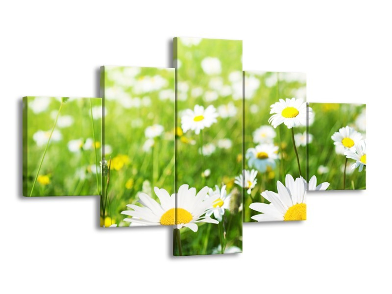 Canvas Schilderij Madeliefje, Bloemen | Groen, Wit, Geel | 125x70cm 5Luik