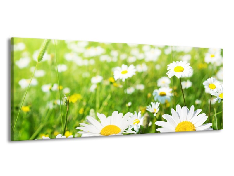 Canvas Schilderij Madeliefje, Bloemen | Groen, Wit, Geel | 145x58cm 1Luik