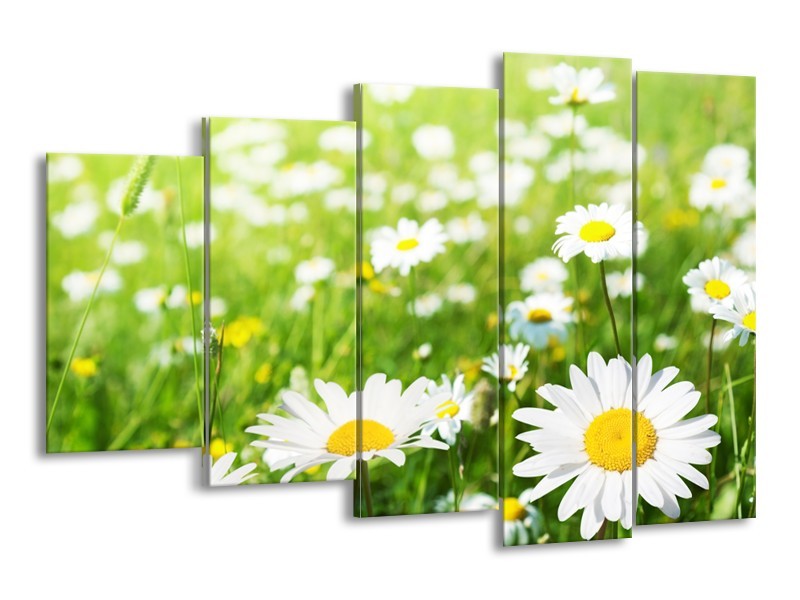 Canvas Schilderij Madeliefje, Bloemen | Groen, Wit, Geel | 150x100cm 5Luik