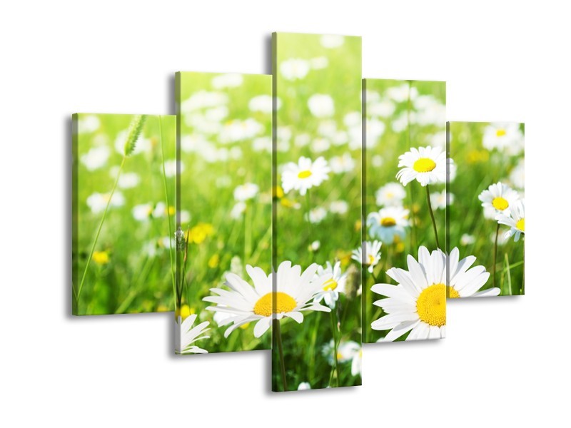 Canvas Schilderij Madeliefje, Bloemen | Groen, Wit, Geel | 150x105cm 5Luik