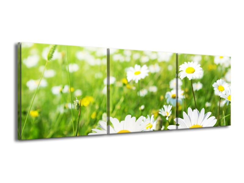 Canvas Schilderij Madeliefje, Bloemen | Groen, Wit, Geel | 150x50cm 3Luik
